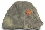 Orange Trinucleid Trilobite (Declivolithus) - Mecissi, Morocco #372451-1